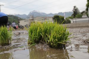 七賢・ふれあい自然塾「田植え」稲