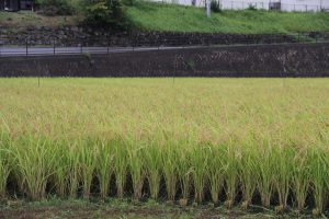 七賢・ふれあい自然塾「稲刈り」田んぼ