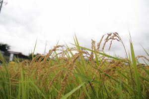七賢・ふれあい自然塾「稲刈り」稲