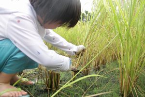 七賢・ふれあい自然塾「稲刈り」子供