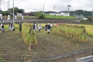 七賢・ふれあい自然塾「稲刈り」終了