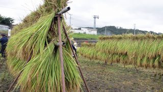 七賢・ふれあい自然塾「稲刈り」2018