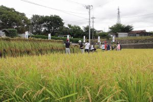 七賢・ふれあい自然塾「稲刈り」